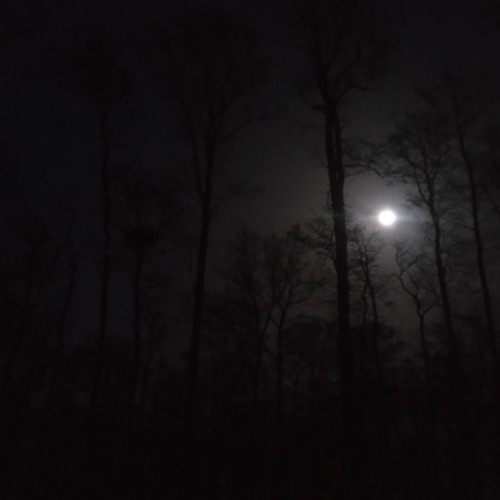 Walking Elk and howling pack of Wolves