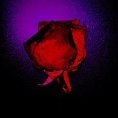 Let Me Love (Feat. IK TOMII)(Fast Version)