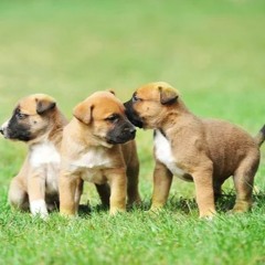 Puppy Love (Ft: Soul Remedy and Matt)