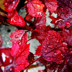 Blood On The Leaves