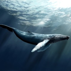 Whales