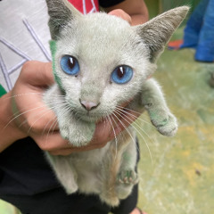 2IN1 CHUOI NGAY VANG EM - Nhật Lễ