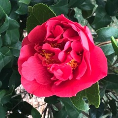 Love You For a Long Time (Maggie Rogers)