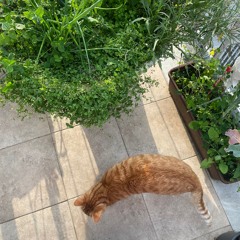 čudni časi #freepalestine