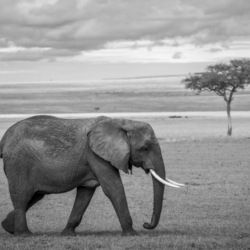 “Afro House Essentials 2024: The Vibe Collection”