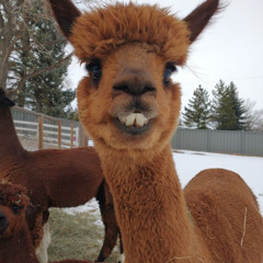 CERIGNOLA ALPACA DRUGS