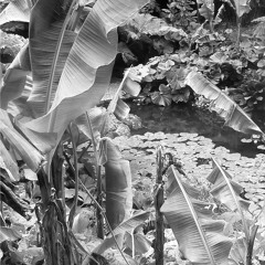 Soprano Saxophone Trio Embark On Jungle Exploration