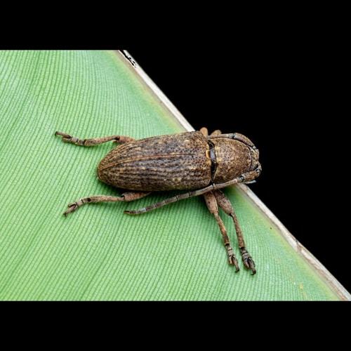 HK_Calm-&-Steady_tracks_316