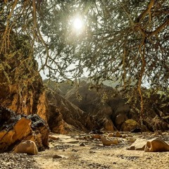 لو أننا لم نفترق .. فاروق جويدة  إلقاء امنية الصيرى