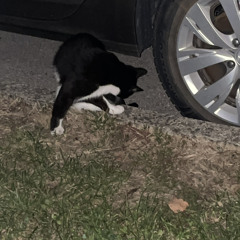 Longsong / gorgeous/ long / l / pretty|boring1