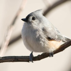 A little Bird