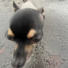 Heart Shaped Box -Nirvana Cover