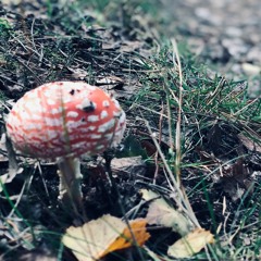 #Autumn Mood