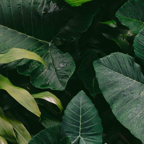 Wednesday Takeover by James Dexter