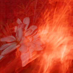 dale tu cortens no final este no