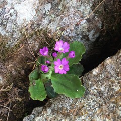 Wave of Peace and Hope