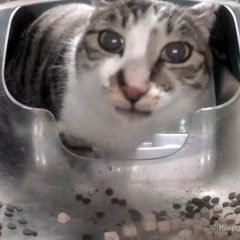 never released it idk why lol