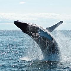 Gray Whale