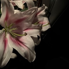 🌸
