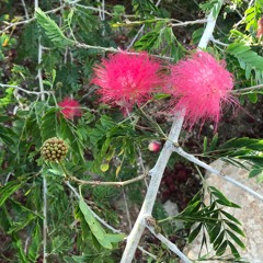 Chant de Louange à Dieu pour l'anniversaire de mon Alyah, 33éme année en Terre d'Israël.