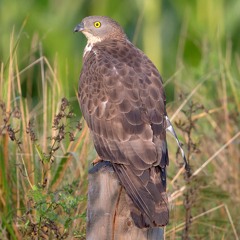 Honey Buzzard family taking flight in the morning