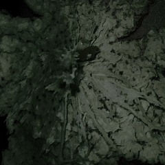 noesis