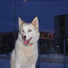 доза среди навоза