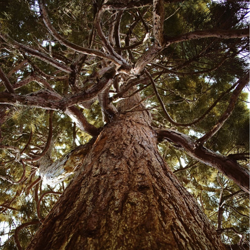 Fugue in A Minor, with a Small Cadenza (for Viola and Piano)