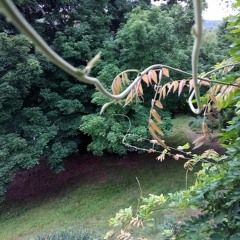 "Wrong Things" -- An Audio Poem by Hiram Larew