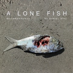 A Lone Fish (naviarhaiku430)