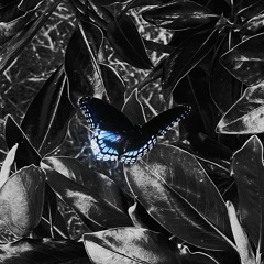 Blue Carbon