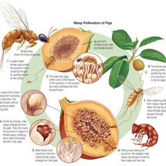 Figs For Reddit Friends