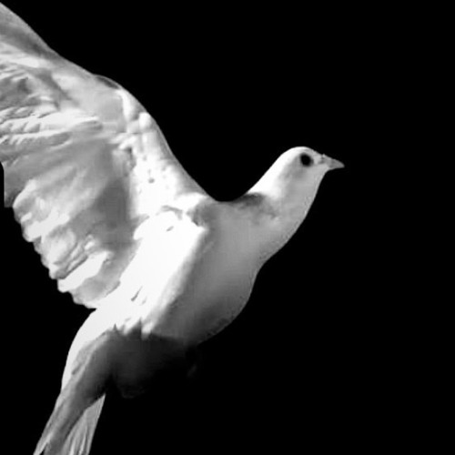 Stream mecha hxtez listen to this is what it sounds like when doves