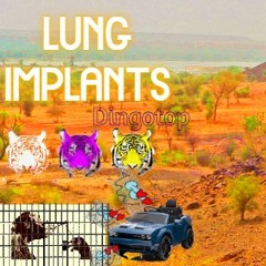 small lung implants..... [dingo x oasis]