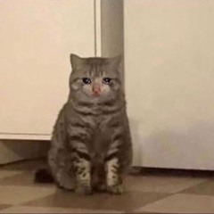 Sad Cat Mix #4