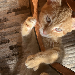 Tae Porter - My Love