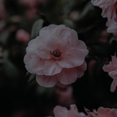 Waltz To The End Of Time - Biosphere (Slowed and Reverb)