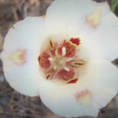 New Recording 37 Goat Bleat