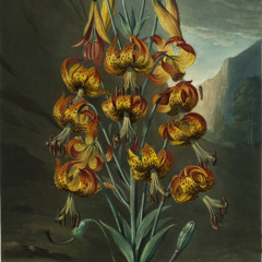 Incidental Flora