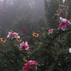 wildflower cover