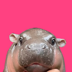 moo deng