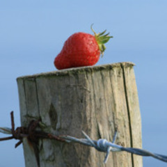 Strange Loop - The Phycle (Yesterdays Obsession) - Final Edit