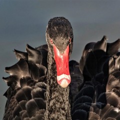The Black Swan of Chaos: On the attempted assassination of Donald Trump