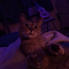 my kind of woman (accapella version)