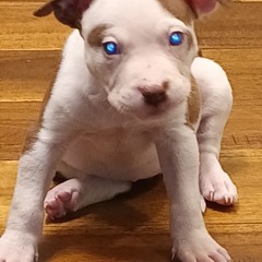 12Tribes- Face$, Mahogony, Sin