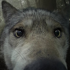 USA Army in Europe Animated Edit - _Over There!