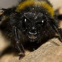 FFP NECROTRAP X GOREJIT X NASCAR ALOE X LIL PEEP TYPE BEAT - "BUMBLEBEE" (Prod. cxrbxrus x poisoned)