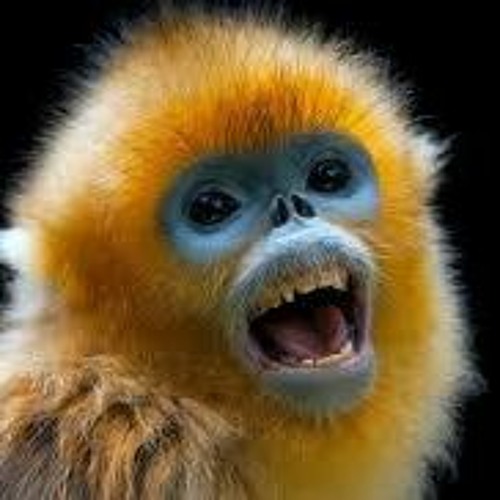 Type monkey Monkey