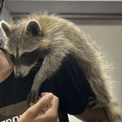 ريمكس غبي😂🦝