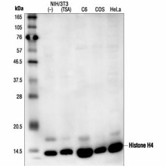 Histone H4 Homo sapiens - Algorithm II